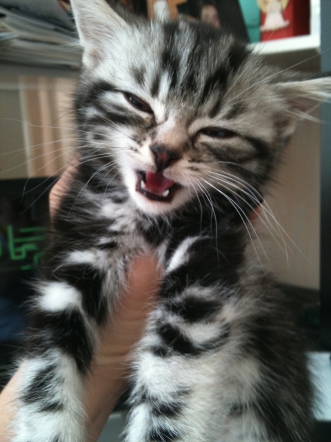 ������������ ����������