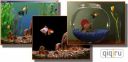 Goldfish Aquarium 2.0 скачать бесплатно